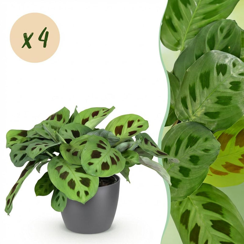 Green boutiQ - Kamerplant - Maranta Fascinator Kerchoveana - Zebraplant - Huisdiervriendelijke Plant - Groen - 4 Planten - met Potter Grijs - Pot 12cm - Hoogte 25cm