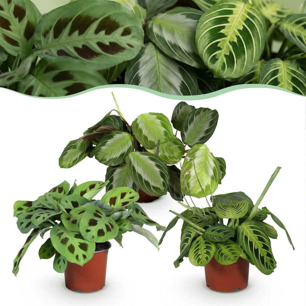 Green boutiQ - Plante d'intérieur - Marantha Silverband, Marantha Lemon Lime, Marantha Kerchoveana - Plante prière - Plante adaptée aux animaux de compagnie - Vert - 3 plantes - Pot 12 cm - Hauteur 25 cm