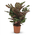 Green boutiQ - Plante d'intérieur - Plante paon - Calathea Makoyana - Vert - Entretien facile - 1 plante - Pot 19 cm - Hauteur 70 cm