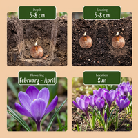 60x Crocus Blue - Blauwe krokus - Blauw - Verwilderingsbol - Bolmaat 7/8
