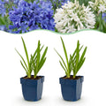 Green boutiQ - Stauden - Agapanthus Duo - Afrikanische Liebesblume - Bienen- und Schmetterlingsmagnet - Blau - Weiß - 12 Pflanzen - Topf 11cm - Höhe 15-25cm