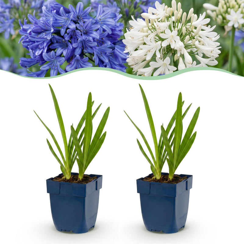 Green boutiQ - Vasteplant - Agapanthus Duo - Afrikaanse Lelie - Bijen en Vlinderlokkers - Blauw - Wit - 12 Planten - Pot 11cm - Hoogte 15-25cm