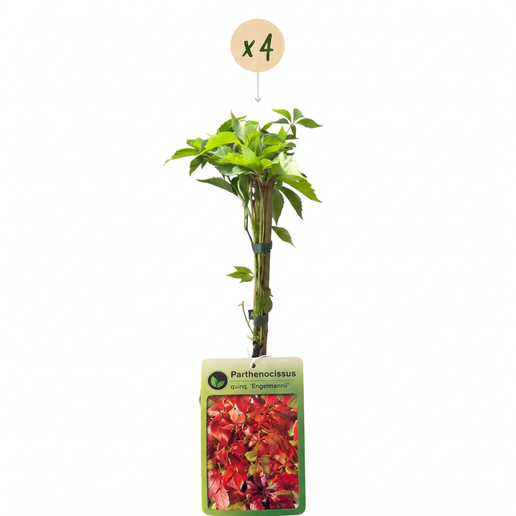 4x Parthenocissus quin. 'Engelmannii' - Engelmann ivy - Yellow - Green - Climber - Ø9cm - ↕35cm