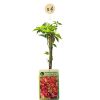 4x Parthenocissus quin. 'Engelmannii' - Engelmann ivy - Yellow - Green - Climber - Ø9cm - ↕35cm