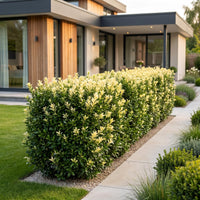 Green boutiQ - 24x Euonymus japonica Paloma Blanca - Kardinaalsmuts - Haagplanten - Groenblijvend - Groen - Wit - Pot 9cm - Hoogte 20-30cm