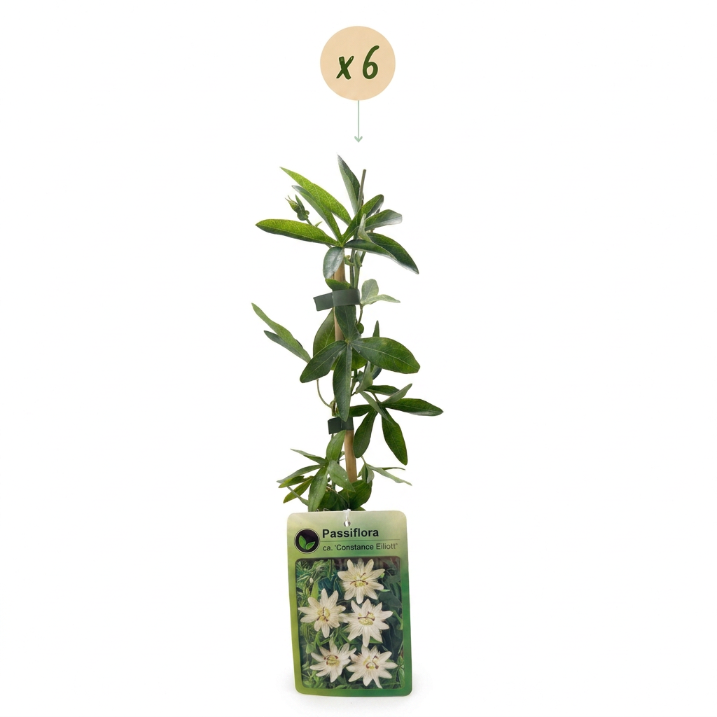 6x Passiflora ca. 'Constance Elliott' - Constance Elliott passionflower - White - Climber - Ø9cm - ↕35cm