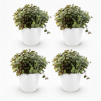 Green boutiQ - Zimmerpflanze - Callisia repens - Katzengras - Haustierfreundlich - Grün - 4 Pflanzen - mit Übertopf Weiß - Topf 12cm - Höhe 17-20cm
