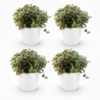 Green boutiQ - Kamerplant - Calissia repens - Kattengras - Huisdiervriendelijk - Groen - 4 Planten - met Potter Wit - Pot 12cm - Hoogte 17-20cm