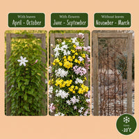 3x Jasminum Tricolour - Tricolour jasmine - Yellow - White - Pink - Climber - Ø9cm - ↕35cm