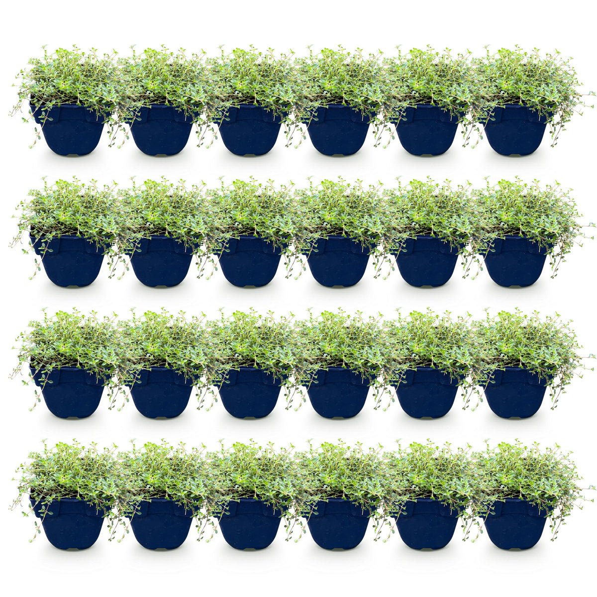 Green boutiQ - Perennial - Thymus Tricolour - Thyme - Ground Cover - Pink - Red - White - 24 Plants - Pot 11cm - Height 15-25cm