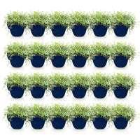 Green boutiQ - Perennial - Thymus Tricolour - Thyme - Ground Cover - Pink - Red - White - 24 Plants - Pot 11cm - Height 15-25cm