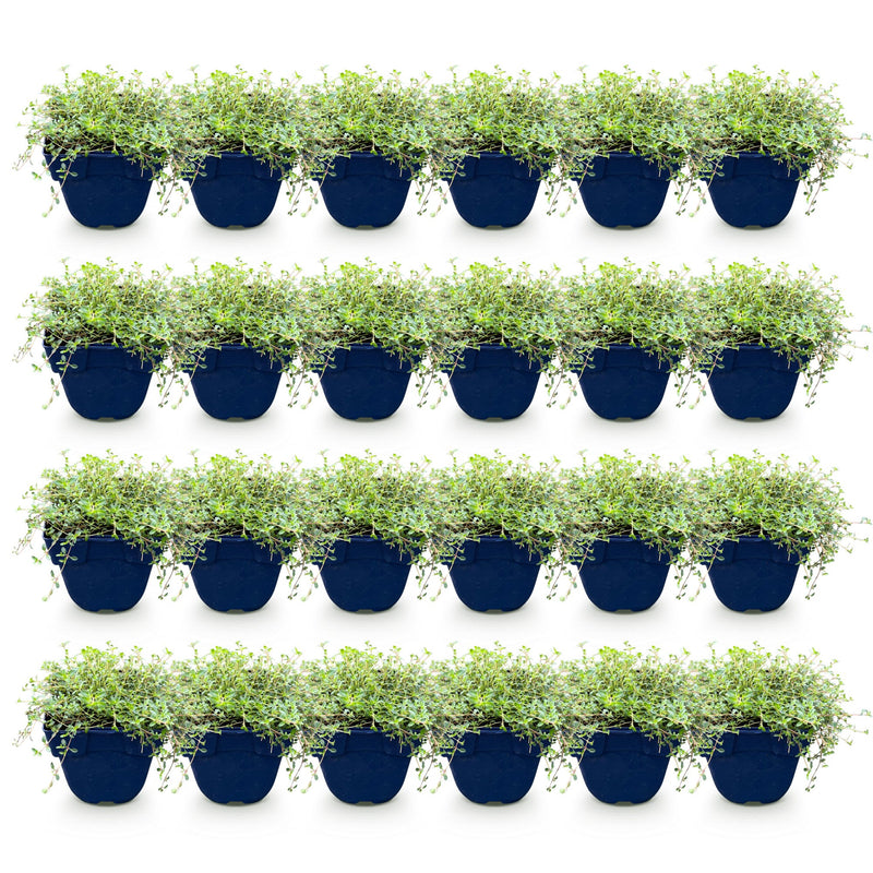 Green boutiQ - Perennial - Thymus Tricolour - Thyme - Ground Cover - Pink - Red - White - 24 Plants - Pot 11cm - Height 15-25cm