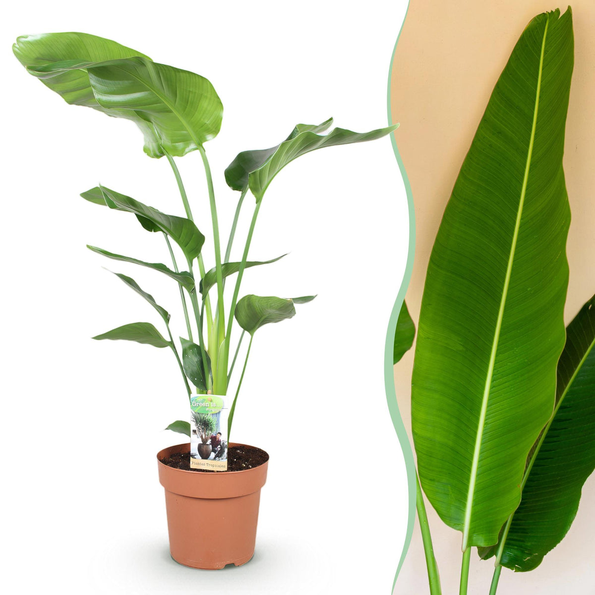 Green BoutiQ - Green is... Plantes d'intérieur - Strelitzia Nicolai - Oiseau du paradis - Peu d'entretien - Vert - 1 Plante - Pot 21cm - Hauteur 110-120cm