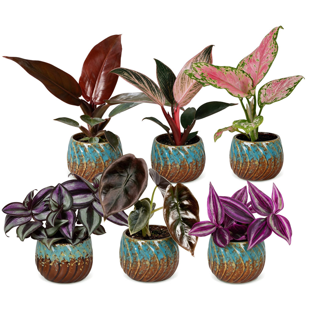 6x Baby Paradise Mix - Various colours - Tropical - incl. Copper Reef - Ø6cm - ↕10-15cm