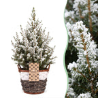 2x Picea glauca Conica - Dwarf Alberta Spruce - Green - White - Christmas tree - incl. basket - Ø17cm - ↕65cm