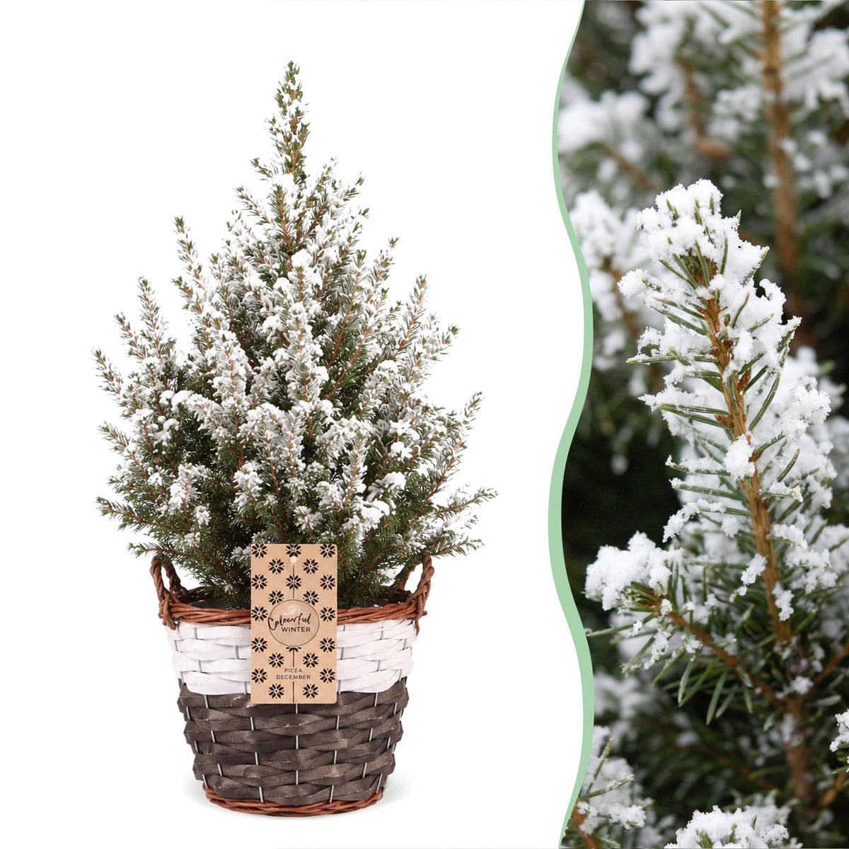 2x Picea glauca Conica - Dwarf Alberta Spruce - Green - White - Christmas tree - incl. basket - Ø17cm - ↕65cm