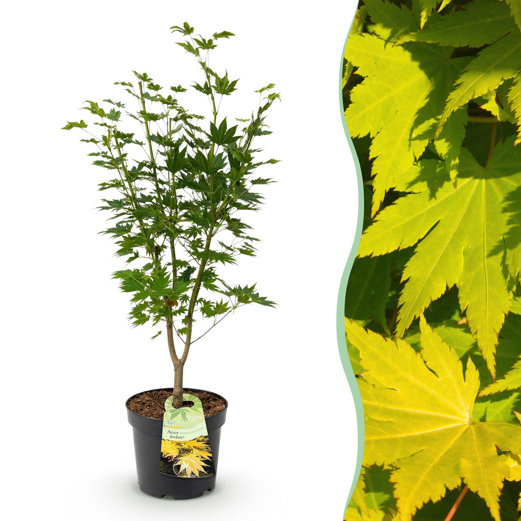 Green boutiQ - Plante de jardin - Acer palmatum Jordan - Érable du Japon - Caduc - Jaune - 1 - Pot 26cm - Hauteur 90cm
