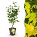 Green boutiQ - Plante de jardin - Acer palmatum Jordan - Érable du Japon - Caduc - Jaune - 1 - Pot 26cm - Hauteur 90cm