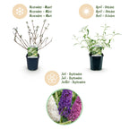 Green boutiQ - Plante de jardin - Buddleja davidii Tricolour - Arbre à papillons - Rustique - Bleu - Rose - Blanc - 3 plantes - Pot 17cm - Hauteur 45cm