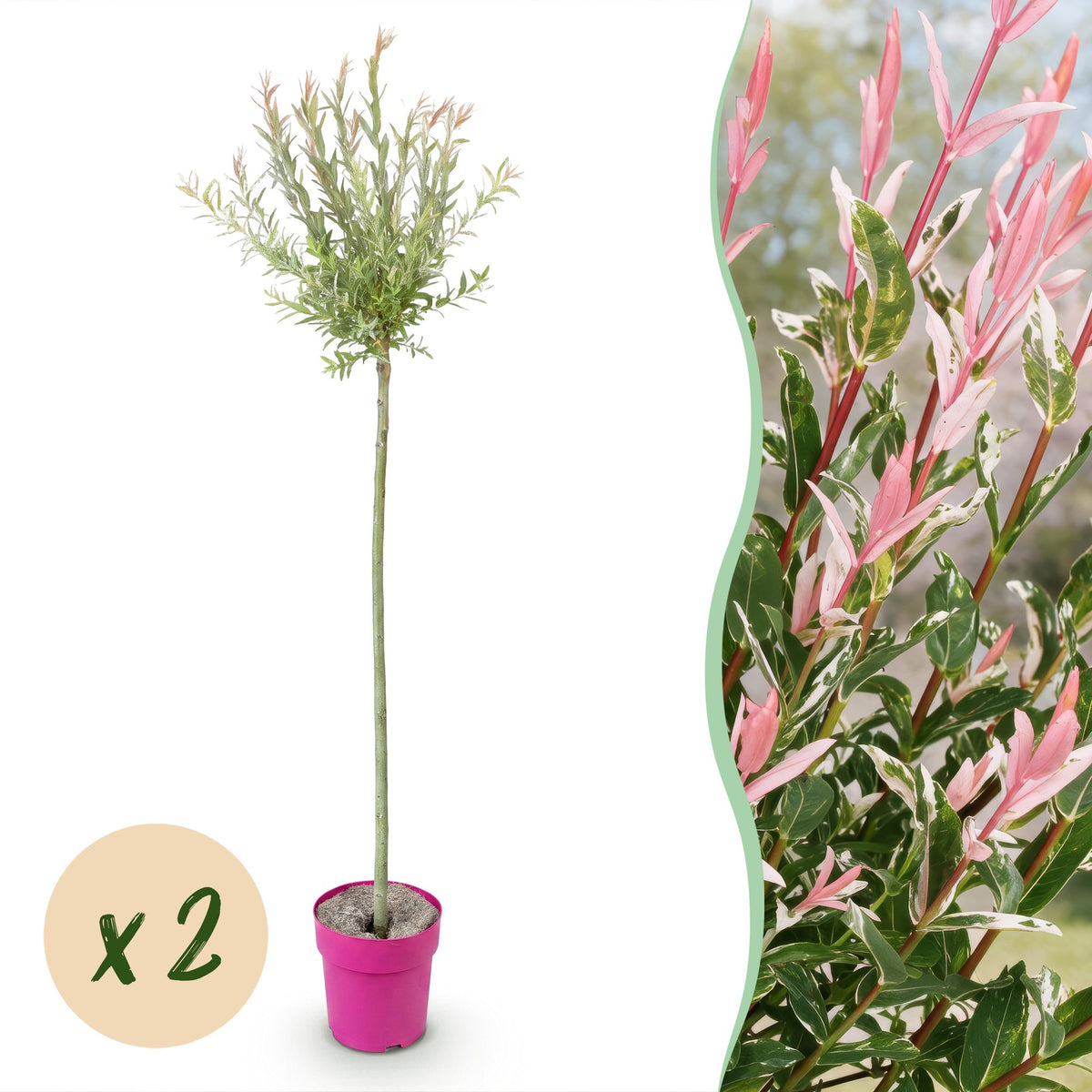 2x - Salix Flamingo - Ø23cm - ↕140-160cm