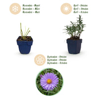 Green boutiQ - Vasteplant - Aster (D) Mittelmeer - Zeeaster - Bijen en Vlinderlokkers - Paars - 24 Planten - Pot 11cm - Hoogte 15-25cm