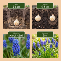200x Muscari Armeniacum - Armeense druifhyacint - Blauw - Verwilderingsbol - Bolmaat 7/8