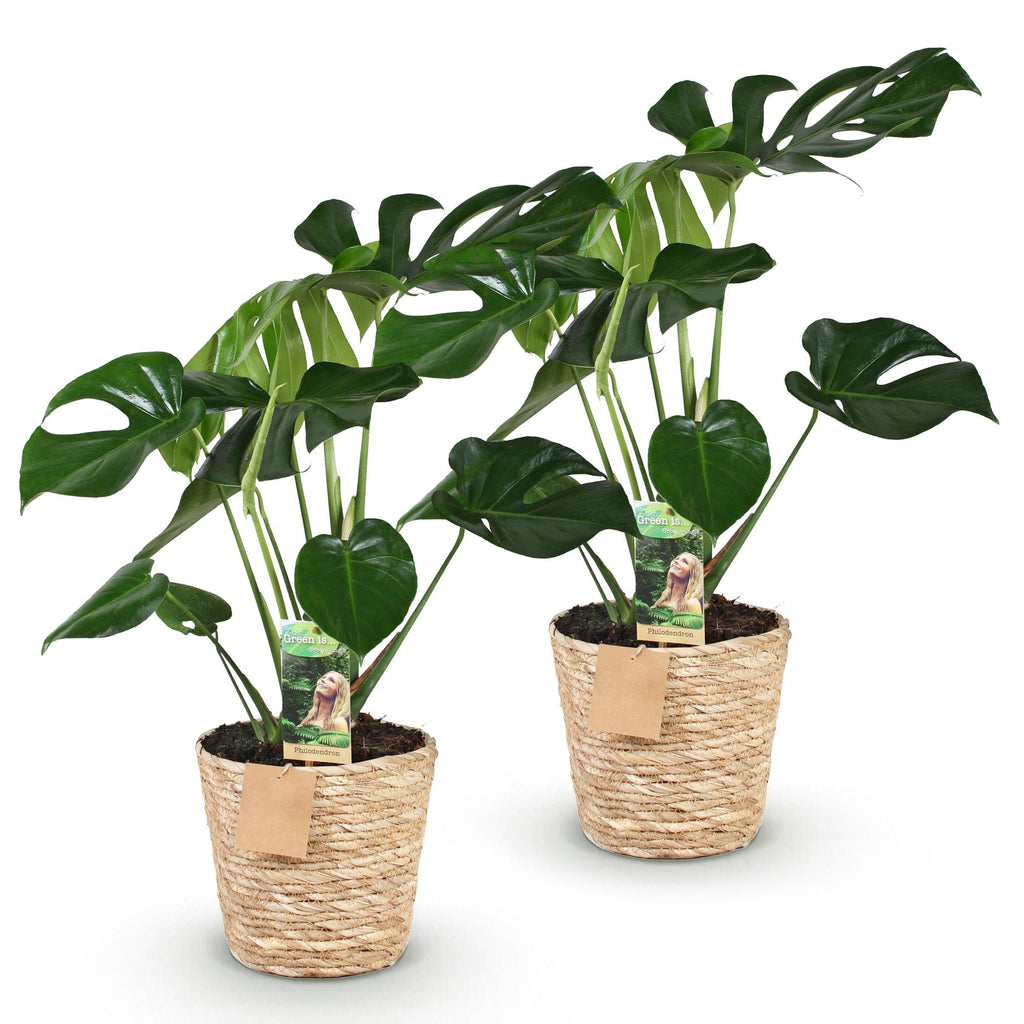 Green BoutiQ - Le vert est... Plantes d'intérieur - Monstera Deliciosa - Plante à trous - Peu d'entretien - avec panier - Vert - 2 plantes - Pot 17cm - Hauteur 50-55cm