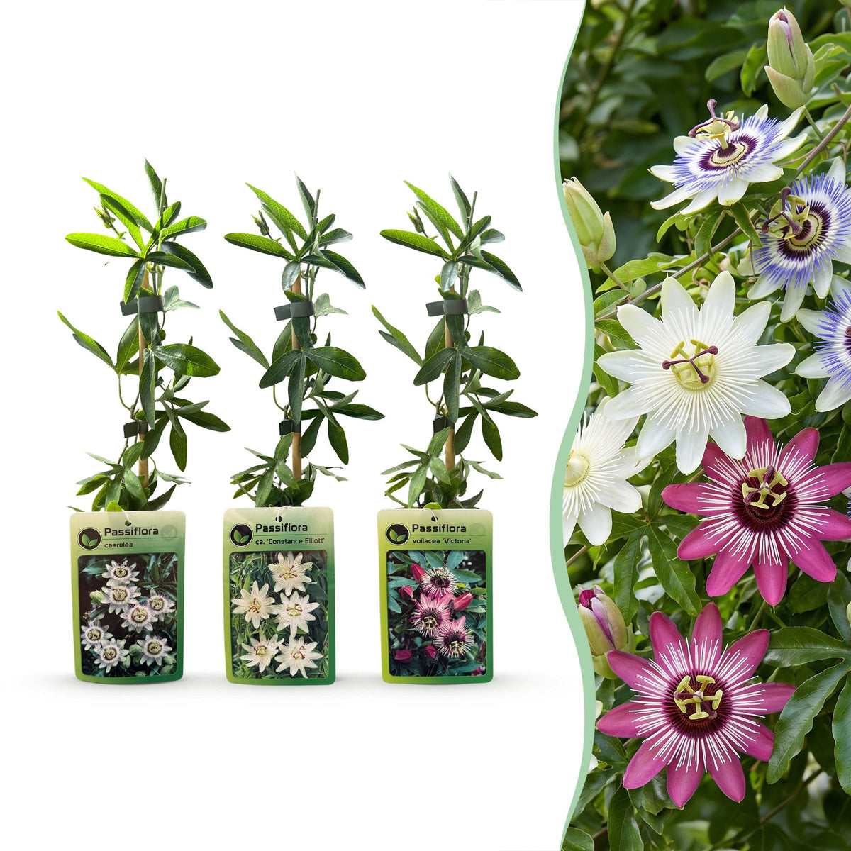 12x Passiflora Tricolour - Tricolour passion flower - White - Purple - Pink - Climber - Ø9cm - ↕35cm
