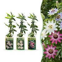 12x Passiflora Tricolour - Tricolour passion flower - White - Purple - Pink - Climber - Ø9cm - ↕35cm
