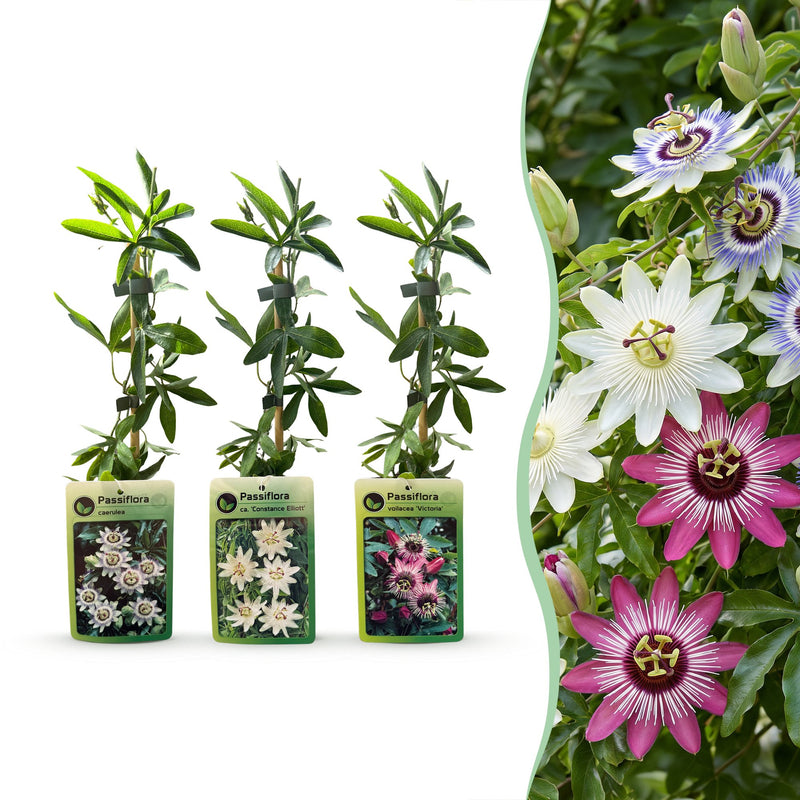 12x Passiflora Tricolour - Dreifarbige Passionsblume - Weiß - Violett - Rosa - Kletterpflanze - Ø9cm - ↕35cm