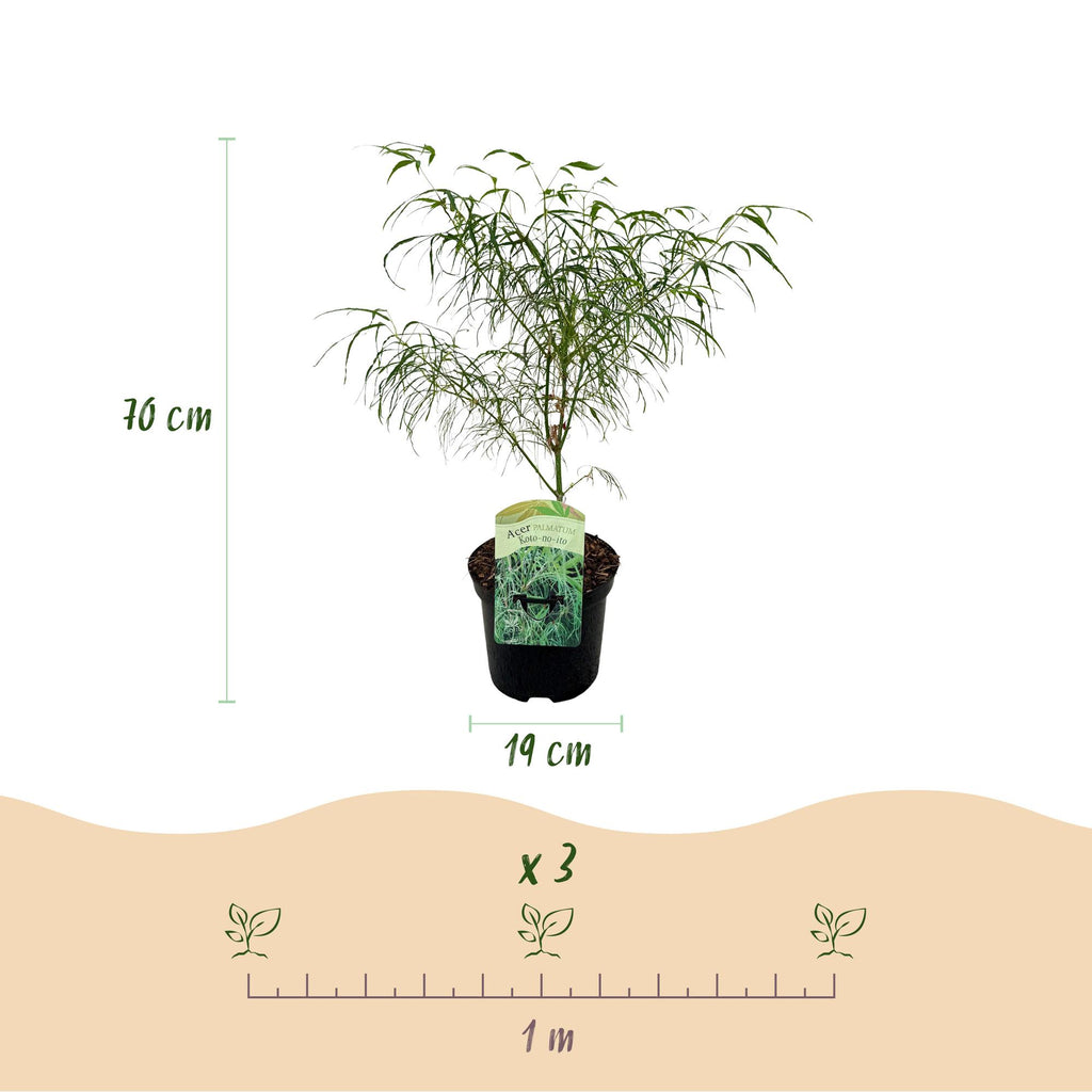 Green boutiQ - Plante de terrasse - Érable du Japon - Acer palmatum Koto-no-ito - Vert - 1 plante - Caduc - Pot 19cm Hauteur 70cm