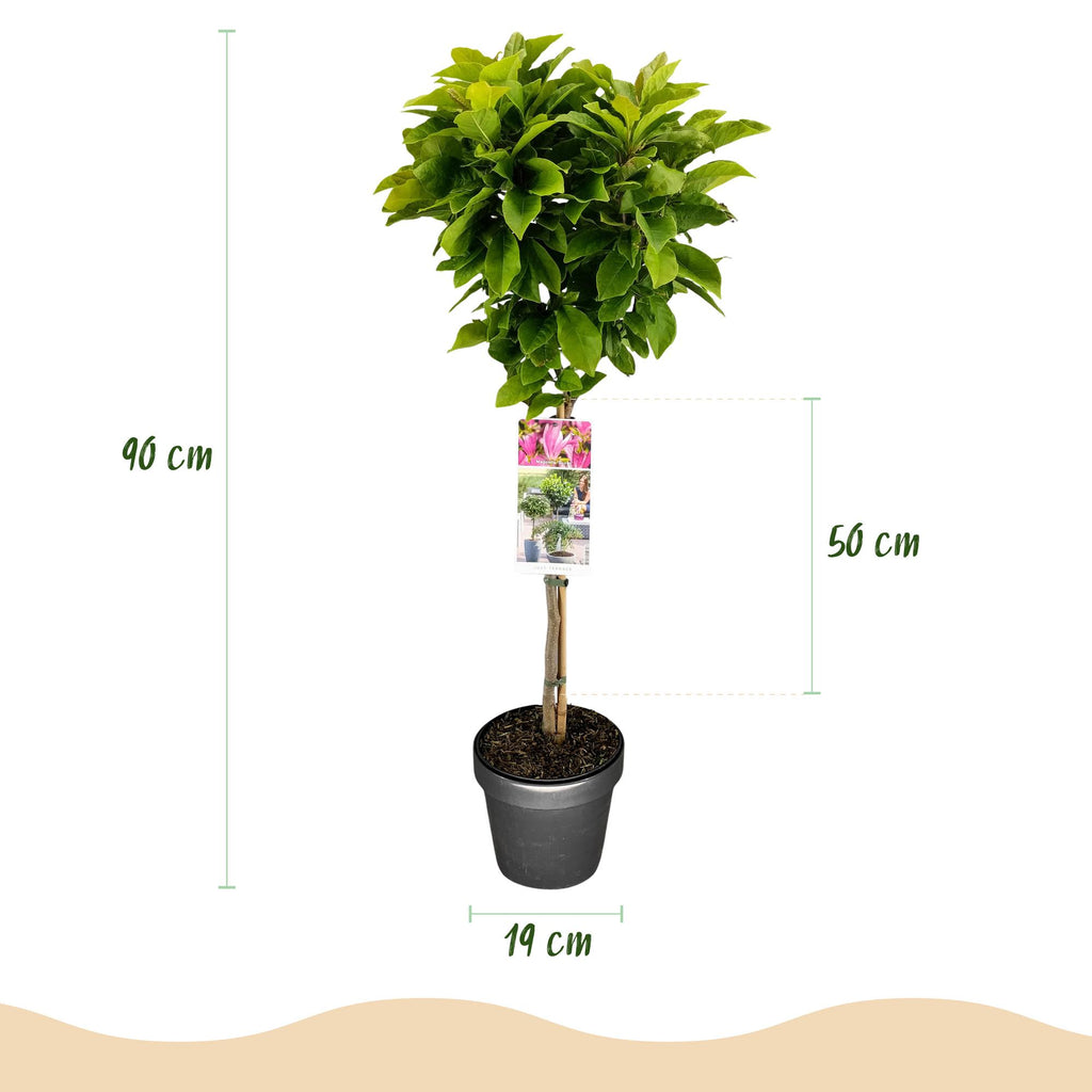 Green boutiQ - Plante sur tige - Magnolia Susan - Plante de terrasse - Caduc - Rustique - Fleur rose - Pot 19 cm Hauteur 90 cm
