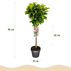 Green boutiQ - Plante sur tige - Magnolia Susan - Plante de terrasse - Caduc - Rustique - Fleur rose - Pot 19 cm Hauteur 90 cm