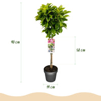 Green boutiQ - Plant op Stam - Magnolia Susan - Terras Plant - Bladverliezend - Winterhard - Roze Bloem - Pot 19cm Hoogte 90cm