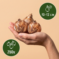 280x Bulb Sunny Garden - Zonnige tuinbol - Diversen - Zomerbloeier - Bolmaat 10/12