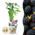 Green boutiQ - Obstpflanzen - Dornenlose Brombeere - Rubus Thornfree - Winterhart - 6 Pflanzen - Topf 9 cm - Schwarze Brombeere