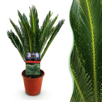 Green boutiQ - Plante d'intérieur - Cycas revoluta - Palmier sagou - Peu d'entretien - Vert - 1 - Pot 15cm - Hauteur 45-55cm