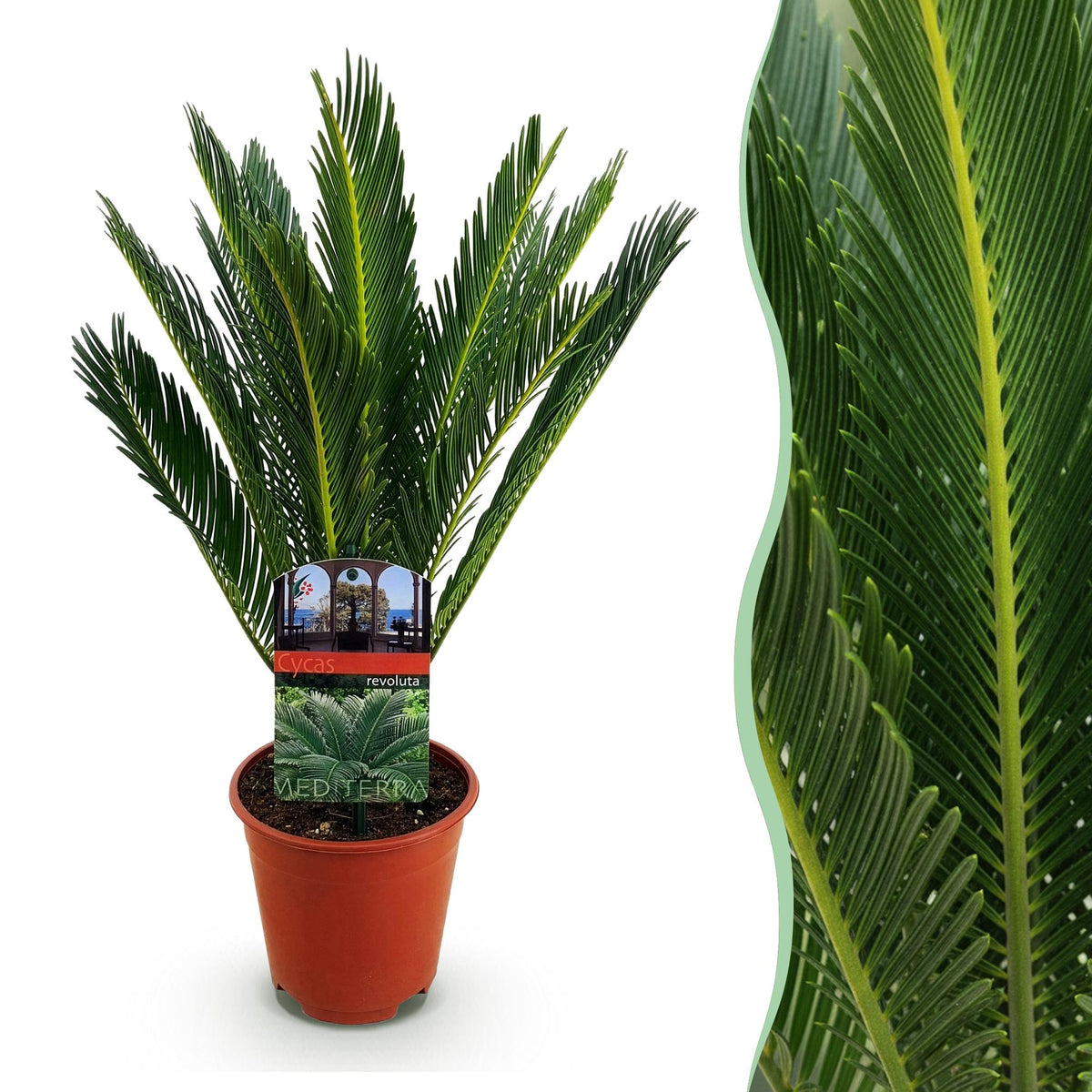 Green boutiQ - Plante d'intérieur - Cycas revoluta - Palmier sagou - Peu d'entretien - Vert - 1 - Pot 15cm - Hauteur 45-55cm