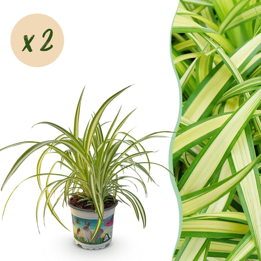 Green boutiQ - Zimmerpflanze - Chlorophytum comosum Variegatum - Grünlilie - Haustierfreundlich - Bunt - 2 Pflanzen - Topf 12cm - Höhe 25-30cm