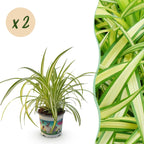 Green boutiQ - Zimmerpflanze - Chlorophytum comosum Variegatum - Grünlilie - Haustierfreundlich - Bunt - 2 Pflanzen - Topf 12cm - Höhe 25-30cm