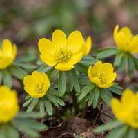 50x Eranthis Cilicica - Cilicisch winterakoniet - Geel - Voorjaarsbloeier - Bolmaat 4/5