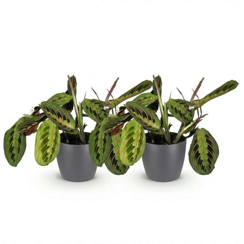 Green boutiQ - Kamerplant - Maranta Fascinator Tricolour - Gebedsplant - Huisdiervriendelijke Plant - Groen - 2 Planten - met Potter Grijs - Pot 12cm - Hoogte 25cm