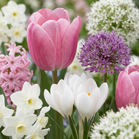 500x Bulb Garden Pink - Bollentuinroze - Diversen - Zomerbloeier - Bolmaat 10/12