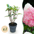 Green boutiQ - Gartenpflanze - Hydrangea paniculata Living Pink & Rose - Rispenhortensie - Winterhart - Rosa - 3 Pflanzen - Topf 12cm - Höhe 20-30cm