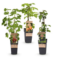 Green boutiQ - Fruitplant - Ribes-Rubes Mix - Tricolour - Winterhard - Rode Bes - Zwarte Braam - Gele Framboos - 3 Planten - Pot 15cm - Hoogte 50cm