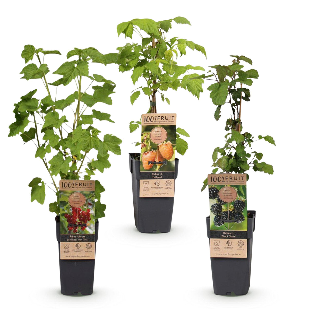 Green boutiQ - Plant fruitier - Mélange Ribes-Rubes - Tricolore - Rustique - Groseille rouge - Mûre noire - Framboise jaune - 3 plantes - Pot 15cm - Hauteur 50cm