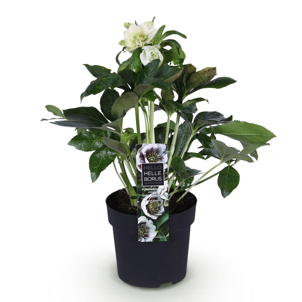 Green boutiQ - Plante de jardin - Rose de Carême - Helleborus orientalis Double Ellen White - Fleur Blanche - 1 Plante - Persistant - Pot 14cm Hauteur 35cm