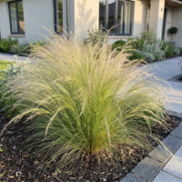 Green boutiQ - Grasses - Stipa tenuissima Ponytails - Feather Grass - Evergreen - Green - 12 Plants - Pot 11cm - Height 15-25cm