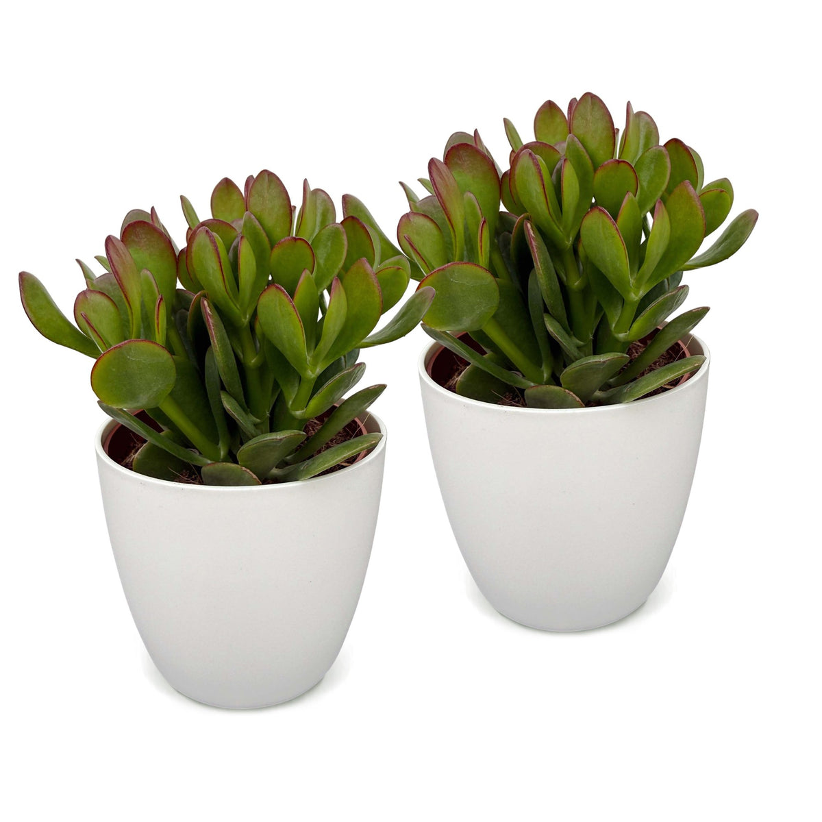 2x Crassula Ovata - Jade plant - Green - Succulent/cactus - incl. witte pot - Ø12cm