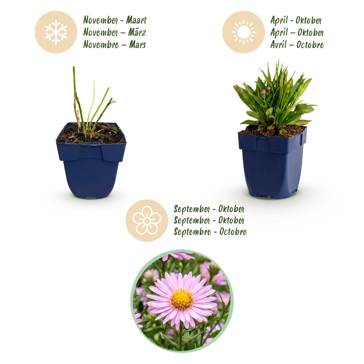 Green boutiQ - Plante vivace - Aster Wood's Pink - Astilbe - Attire les abeilles et les papillons - Rose - 6 plantes - Pot 11 cm - Hauteur 15-25 cm